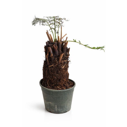 Dicksonia Antarctica